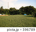野菜畑　 396789