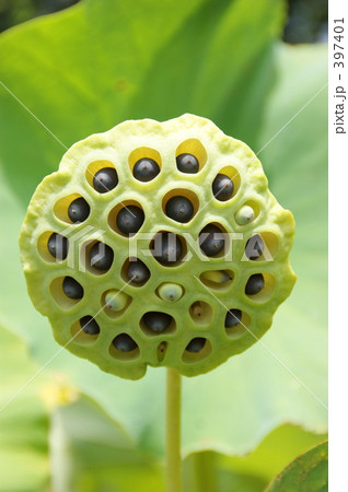 ハスの実 397401