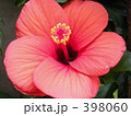 花 398060