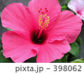 花 398062