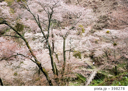 桜襲 桜襲 398278