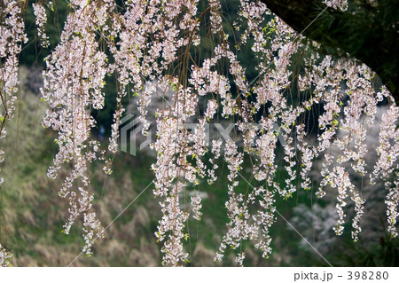 しだれ桜 398280