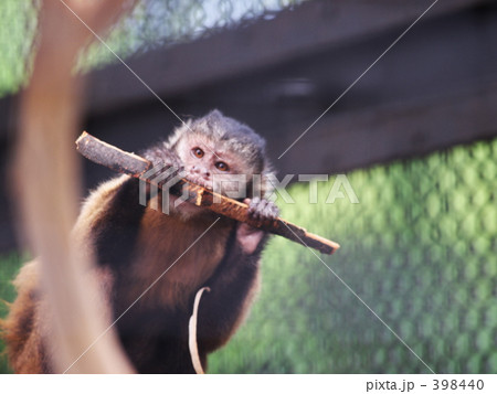 フサオマキザル フサオマキザル 398440