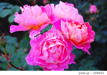 ピンクのバラ 398692