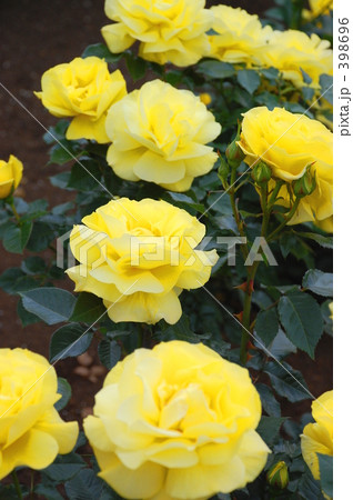 黄色いバラ 398696