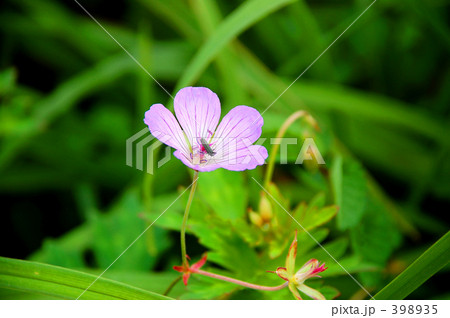 スミレ スミレ 398935