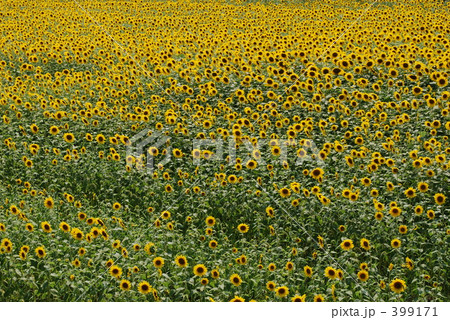 ひまわり 399171