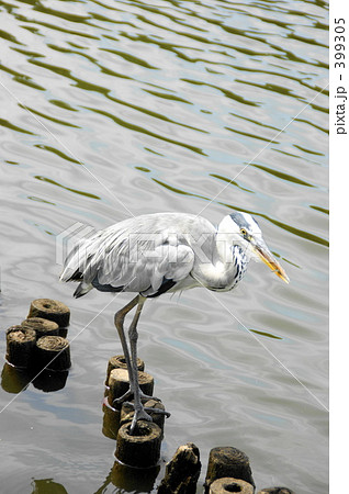 アオサギ 399305