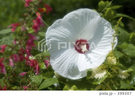 アメリカ芙蓉 399307