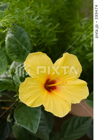 ハイビスカス ハイビスカス 399474