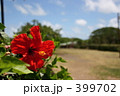 ハイビスカス 399702
