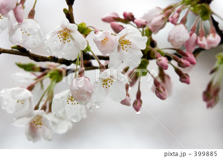 朝露に濡れて 399885