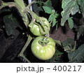 トマト 400217