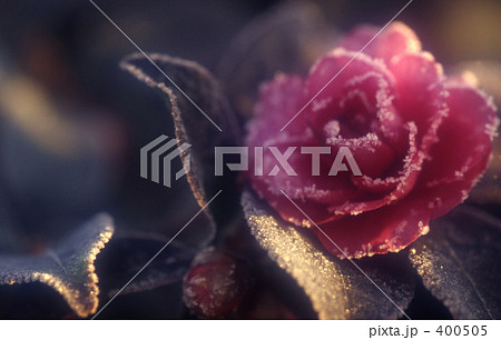 山茶花 400505