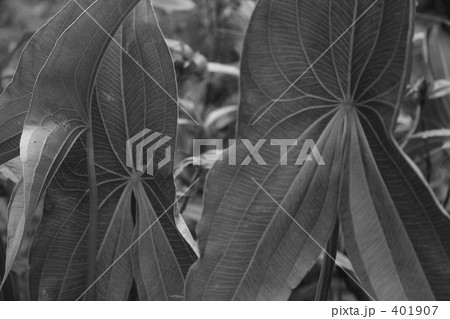 くわい くわい 401907