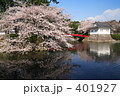 湖面に咲く桜 401927
