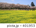 菜の花畑 401953