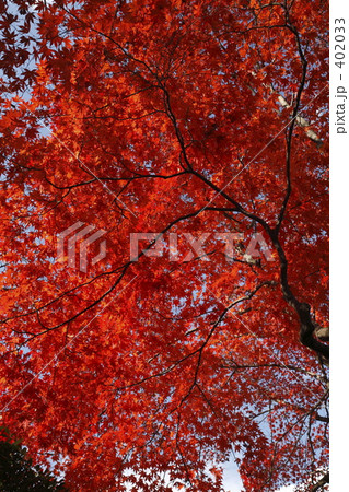 紅葉１８ 402033