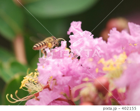 サルスベリ 402155