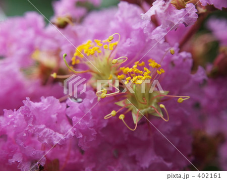 サルスベリ 402161