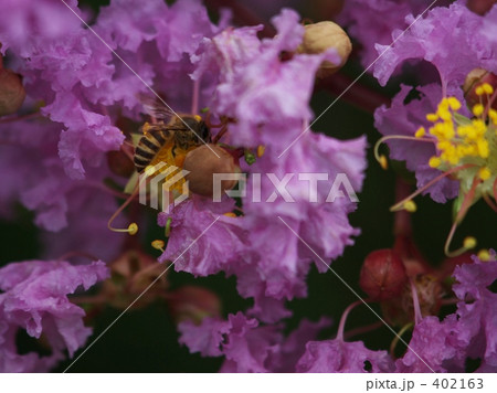 蜜蜂と百日紅 402163