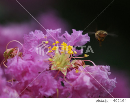 蜜蜂と百日紅 402164