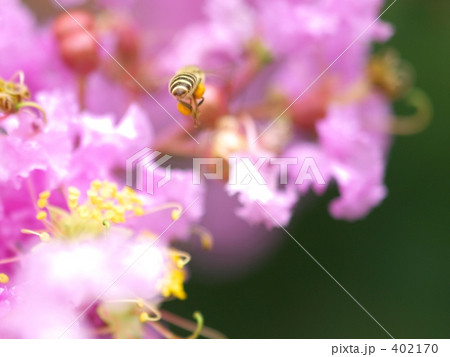 蜜蜂と百日紅 蜜蜂と百日紅 402170