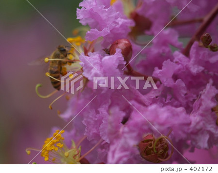 蜜蜂と百日紅 402172