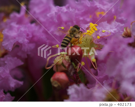 蜜蜂と百日紅 蜜蜂と百日紅 402173