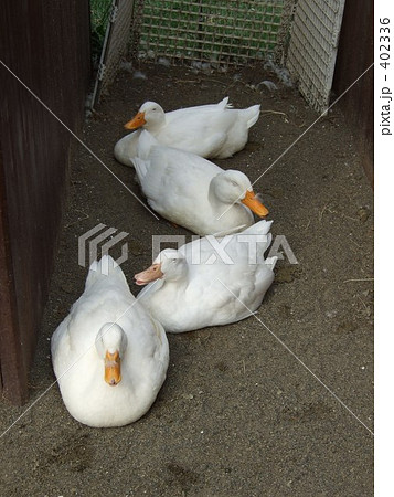 アヒル アヒル 402336