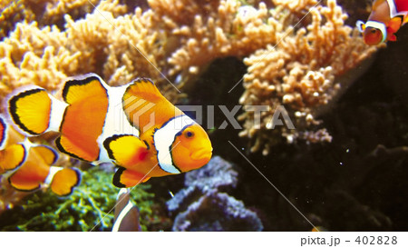 クマノミ 魚 クマノミ 魚 402828