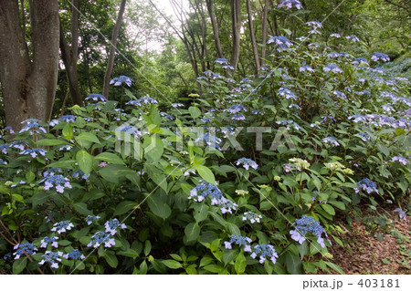 ガクアジサイ群生 403181