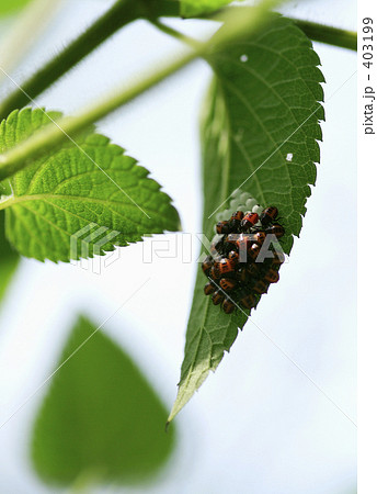 てんとう虫の誕生？ 403199