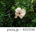 ハイビスカス　南国 403596