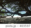 南国　海岸　 403597