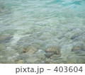 南国　モルジブ 403604