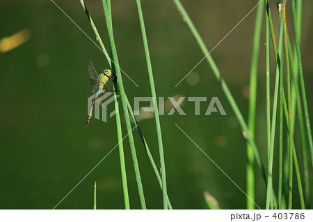 ギンヤンマ 403786