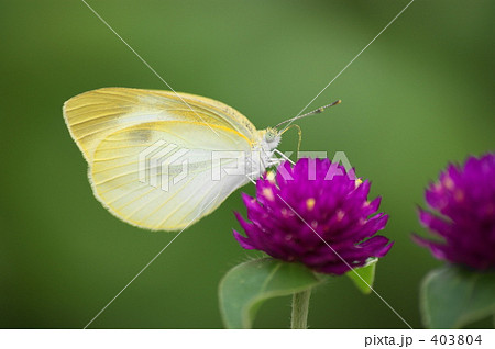 モンシロチョウ モンシロチョウ 403804