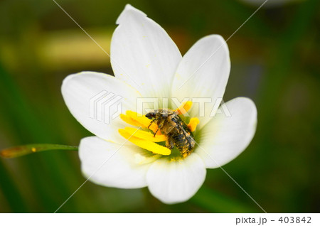 コアオハナムグリ コアオハナムグリ 403842