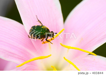 コアオハナムグリ 403844