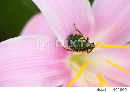 コアオハナムグリ 403846