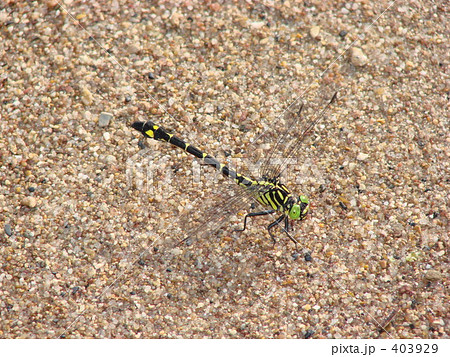 浜のトンボの写真素材