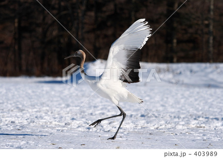 タンチョウ 403989