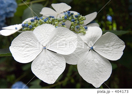 白あまちゃ 白あまちゃ 404173