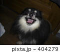 ポメラニアン 404279