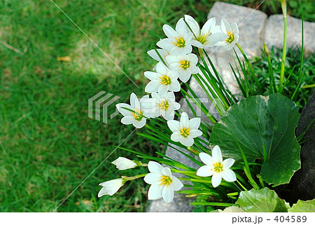 玉簾 玉簾 404589