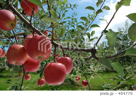 "青森のりんご"２００８年産 404770