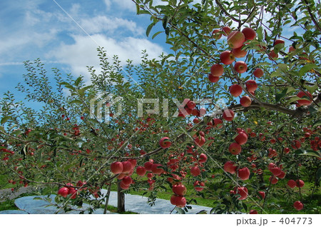 "青森のりんご"２００８年産 404773