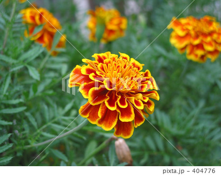 鮮やかマリーゴールド 鮮やかマリーゴールド 404776