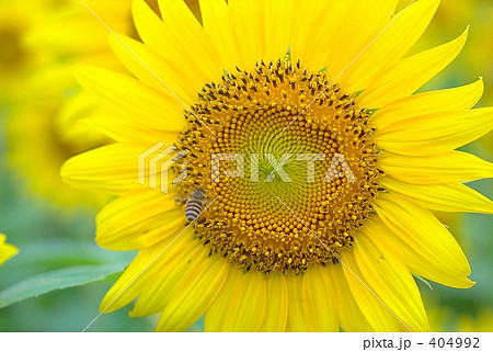 向日葵と蜂 404992